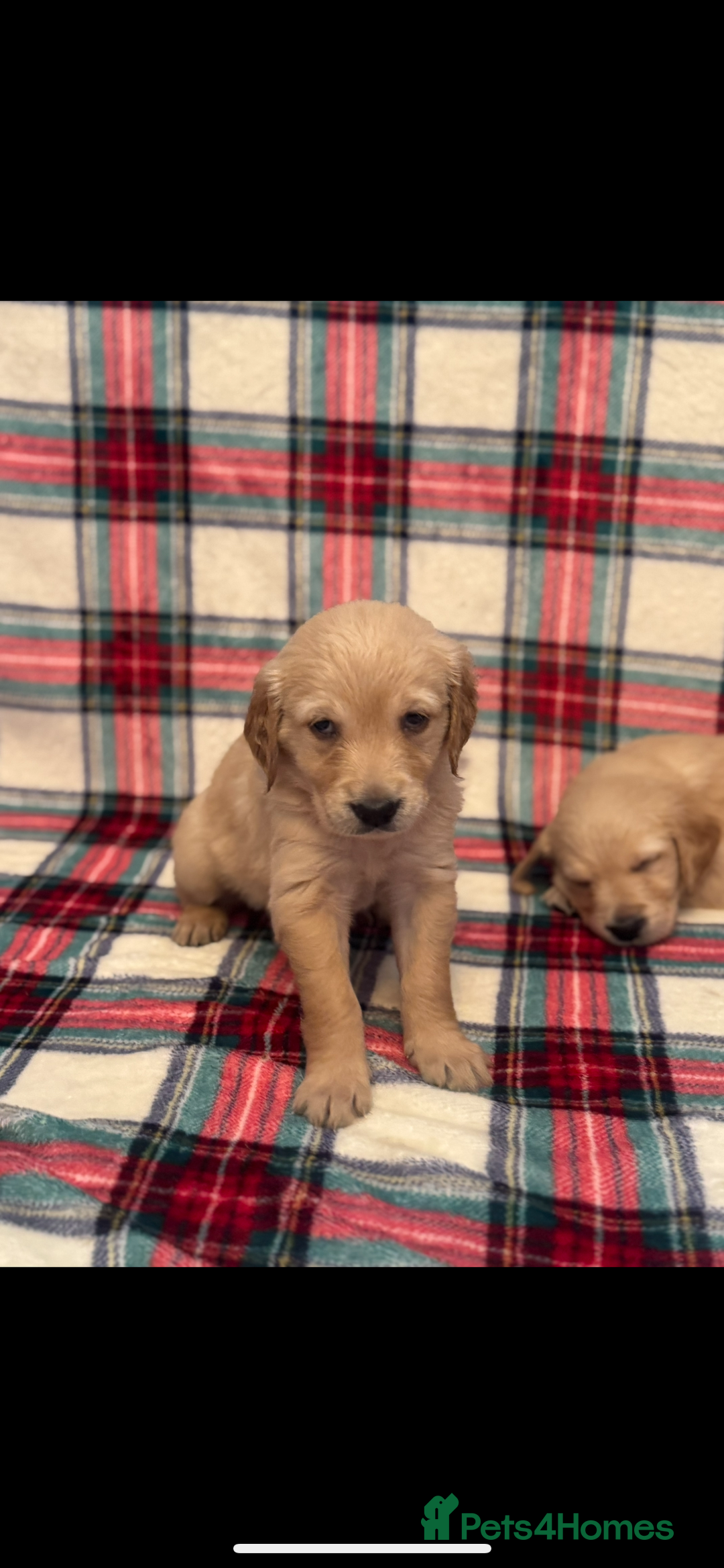 Golden Retriever dogs for sale: KC Registered Golden Retrievers  - Image 5