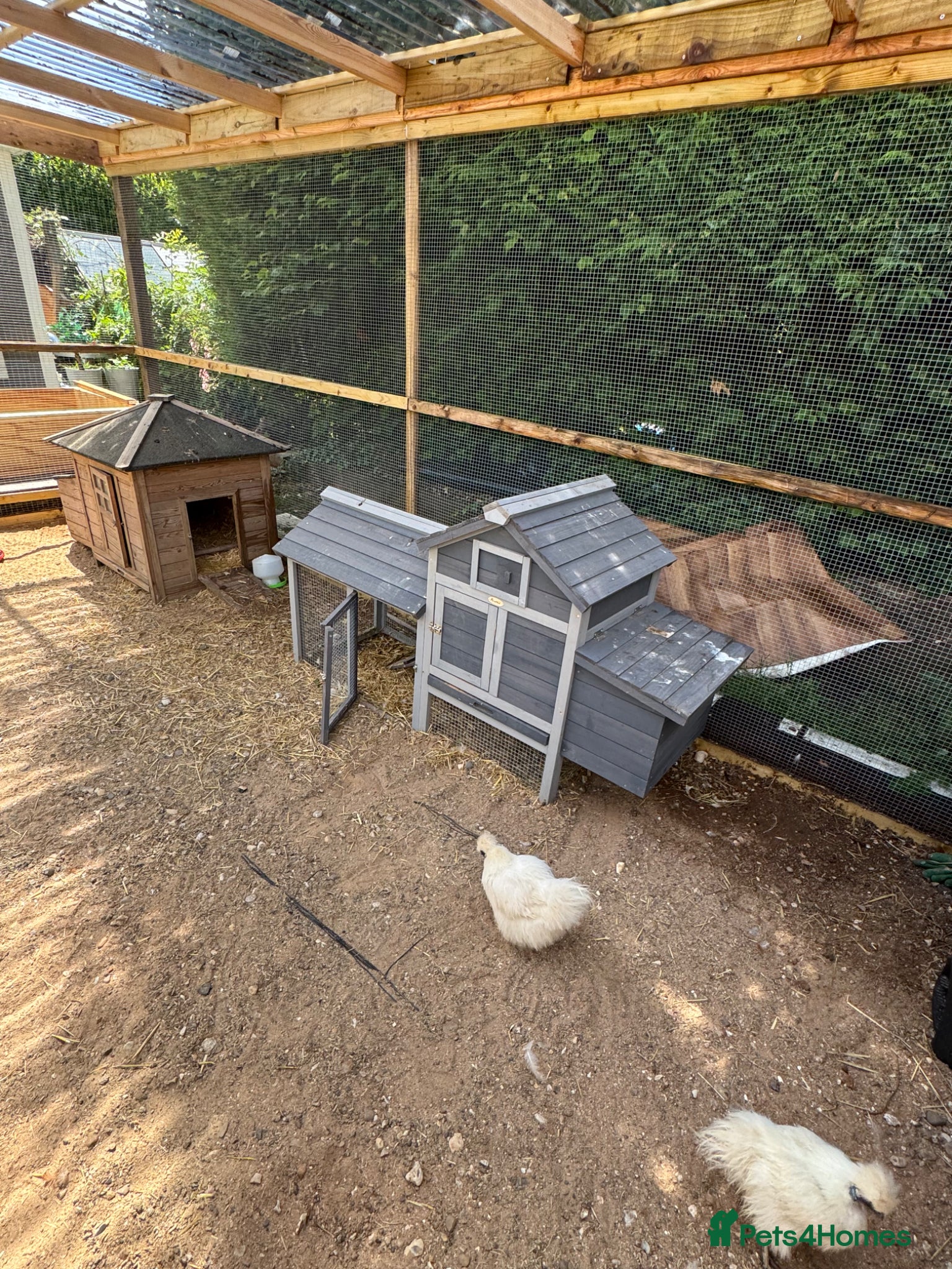 Chickens poultry for sale: 2 selfie chickens and 2 chicken coops - Advert 1
