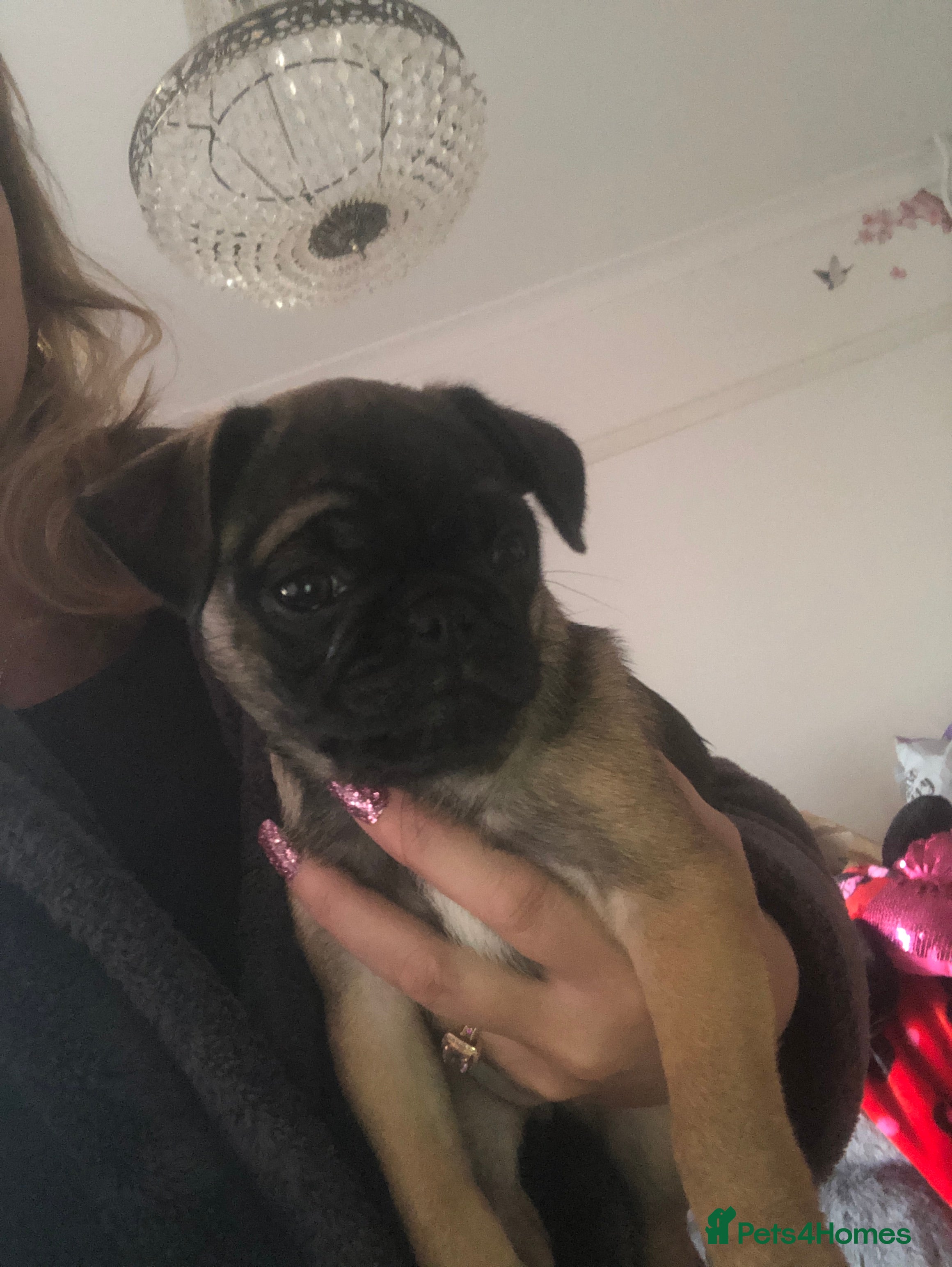 Pug dogs Female pug puppy ready now rare markings  - Advert 11