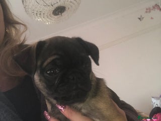 Pug dogs Female pug puppy ready now rare markings - Advert 11