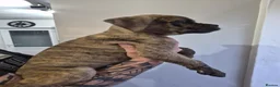 Cane Corso dogs for sale: Exotic Cane Corso Pups - Advert 6