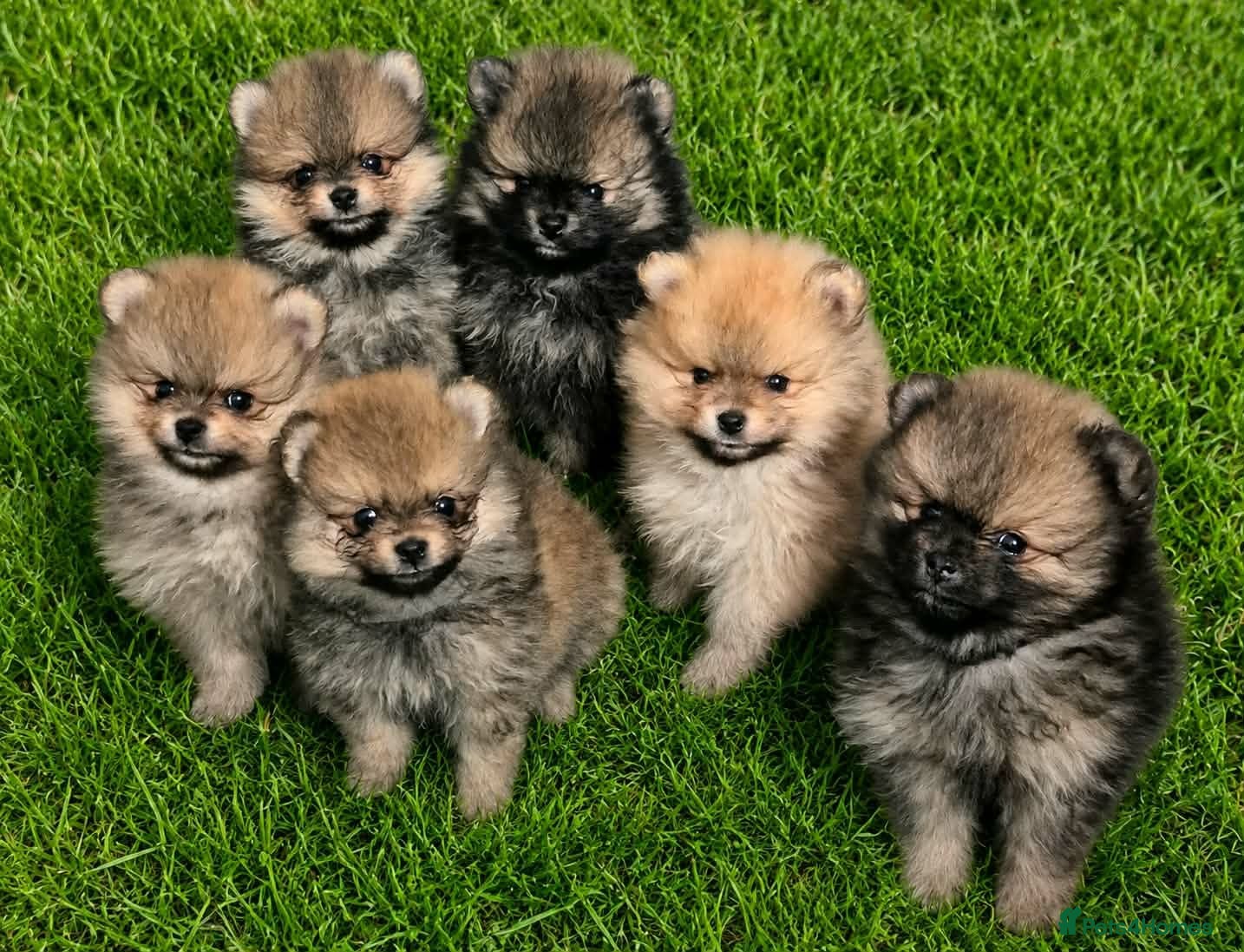 Pomeranian dogs Teddy bear face Pomeranian male puppies  - Advert 1