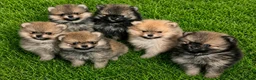 Pomeranian dogs for sale: Teddy bear face Pomeranian male puppies  - Advert 1
