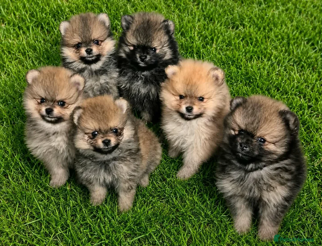 Pomeranian dogs for sale: Teddy bear face Pomeranian male puppies  - Advert 1