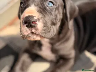Great Dane dogs KC registered beautiful Great Dane Puppies - Advert 6