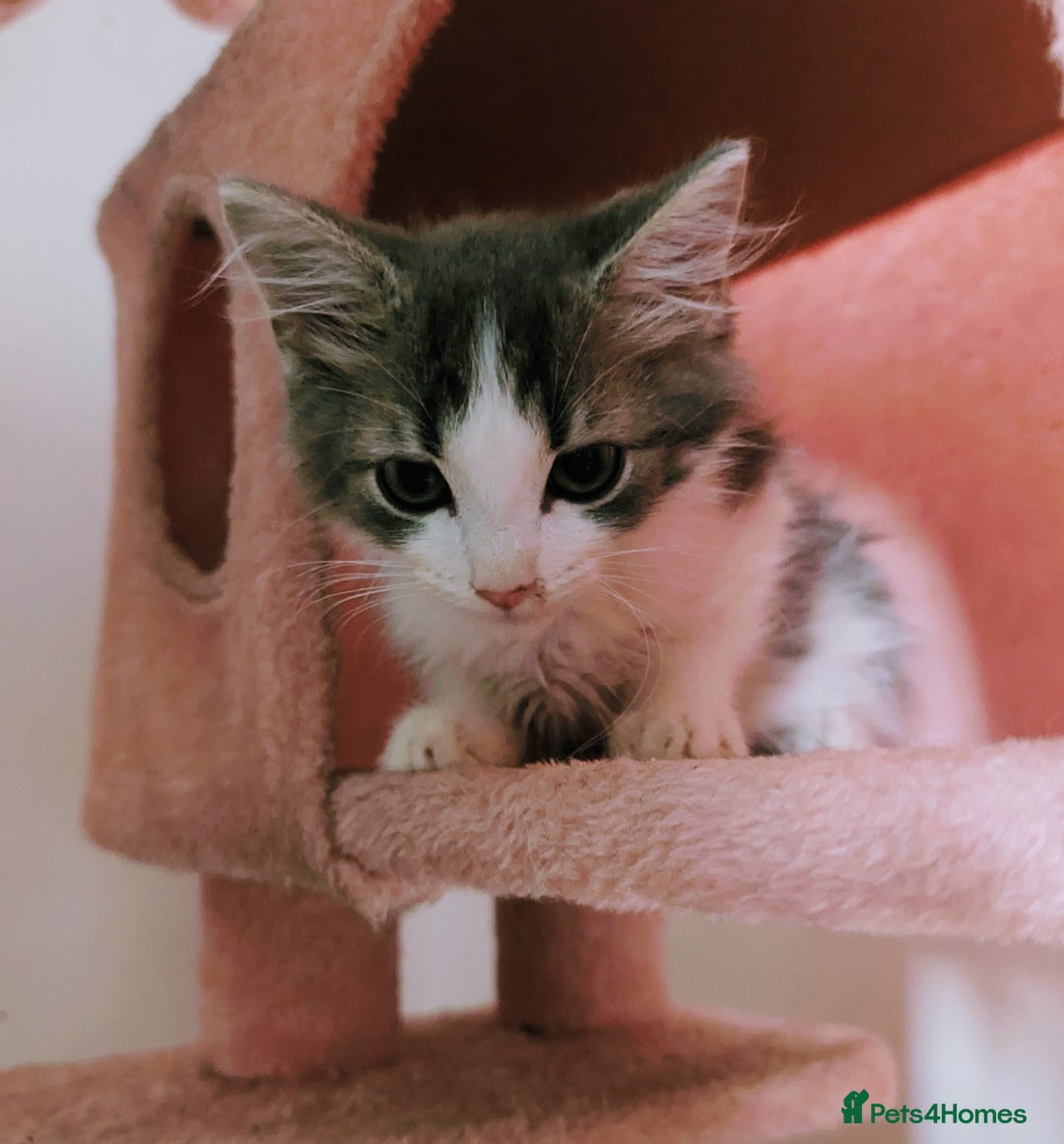 British Longhair cats for sale: 2 male gray and white kittens 14weeks - Image 8