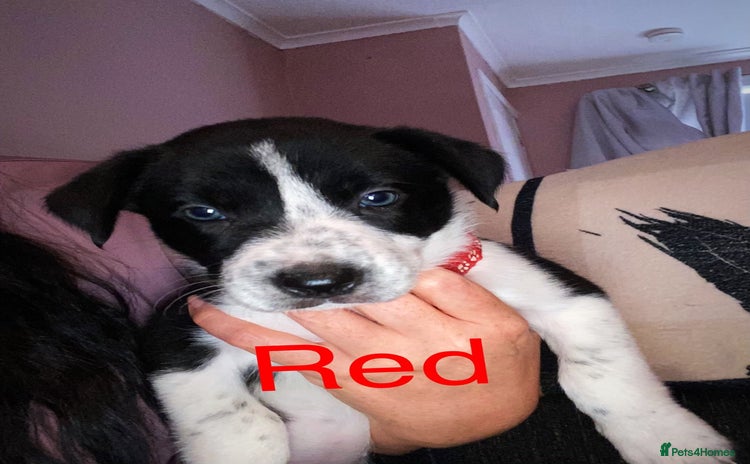 Border Collie dogs - Advert 6