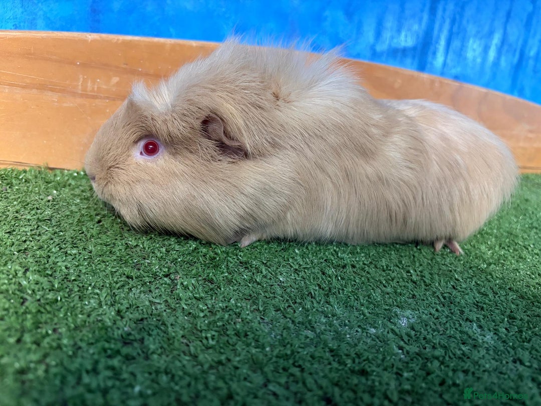 Guinea Pig rodents for sale: 5 cute and well handled Guinea pigs - Advert 2