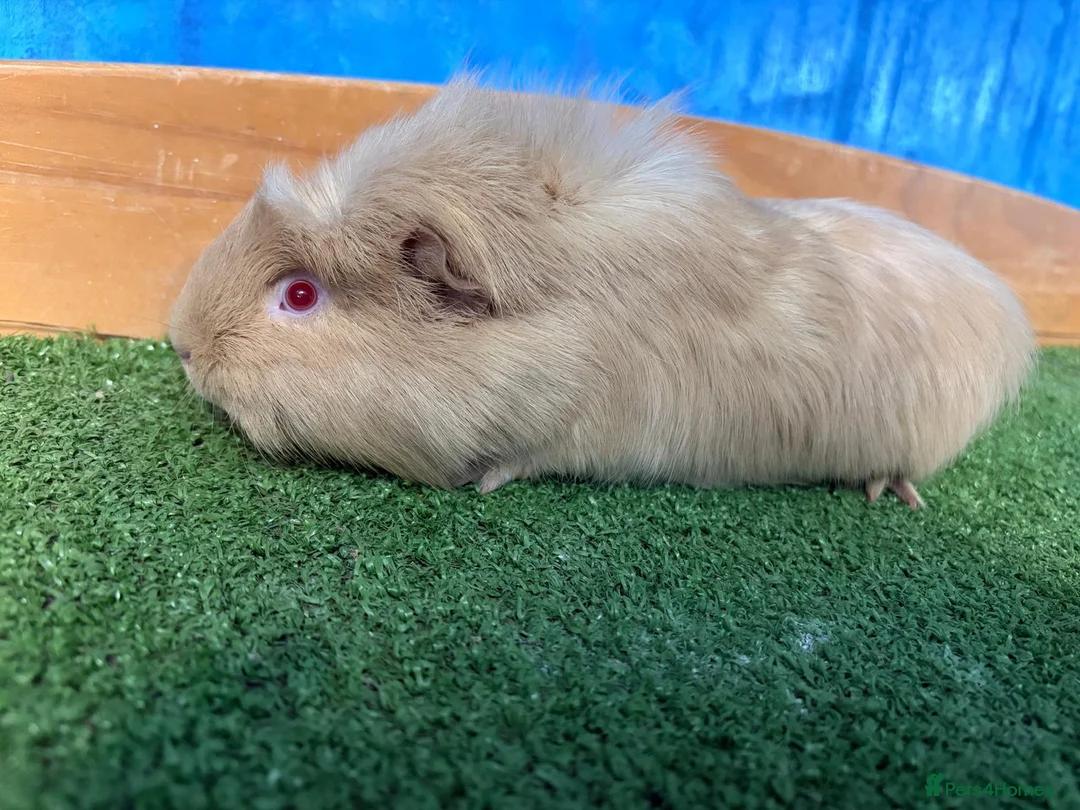 Guinea Pig rodents for sale: 3 cute and well handled Guinea pigs - Advert 1