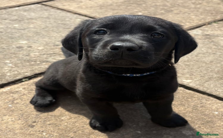 Labrador Retriever dogs - Advert 2