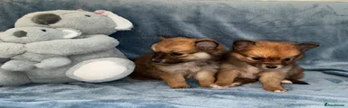 Pomeranian 3
