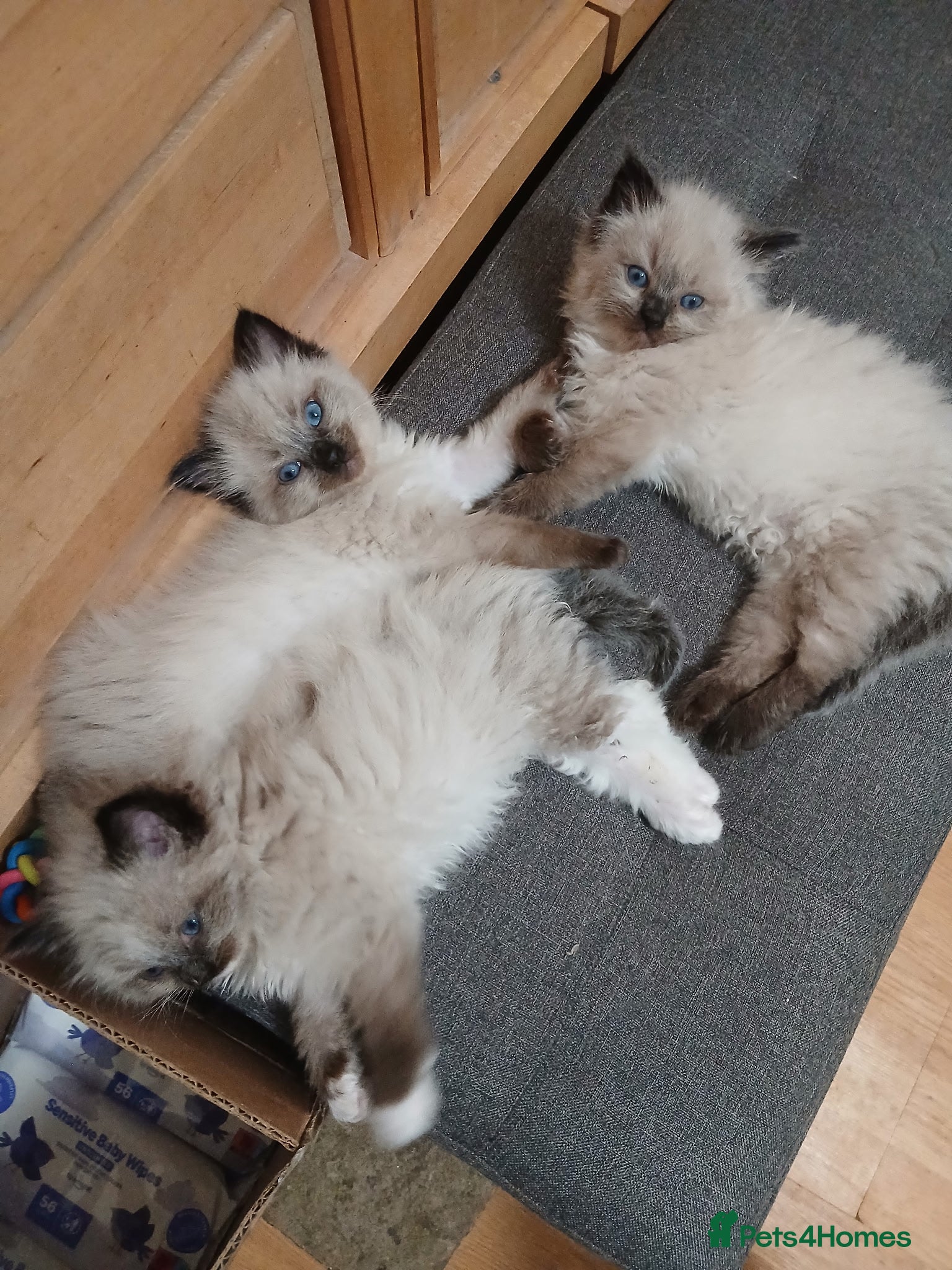 Ragdoll cats 😸😸Pure Ragdoll kittens😸😸 - Advert 13