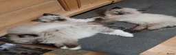 Ragdoll cats for sale: 😸😸Pure Ragdoll kittens😸😸 - Advert 2