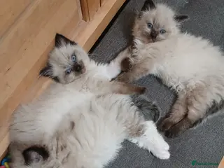 Ragdoll cats 😸😸Pure Ragdoll kittens😸😸 - Advert 13