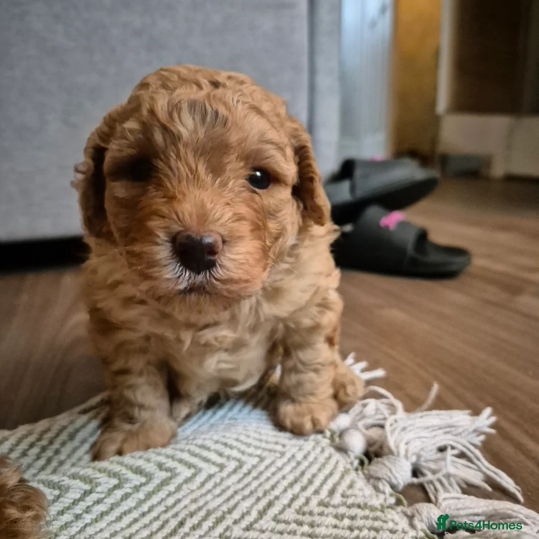 Cockapoo dogs for sale: Cockerpoo  - Advert 9