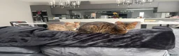 Bengal cats for sale: 2 x female bengal cats (free)  - Advert 5