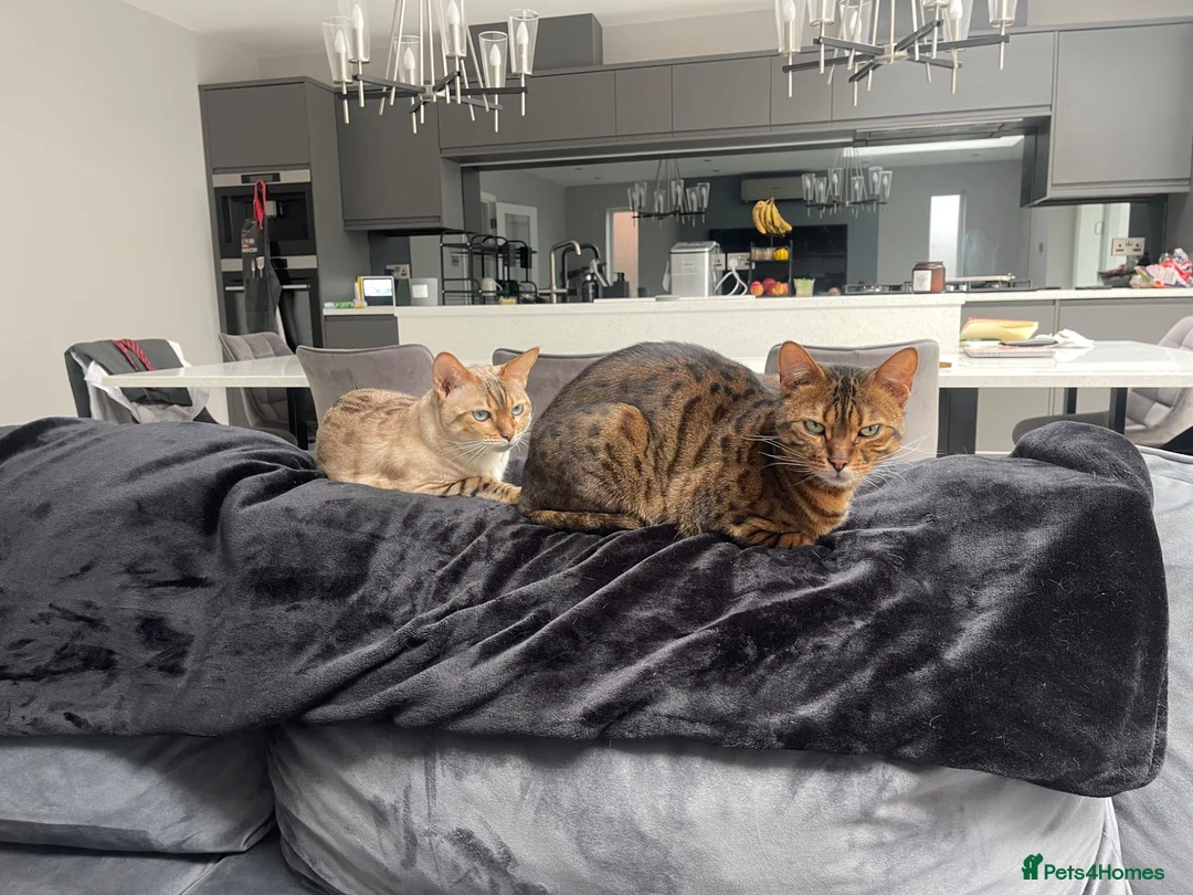 Bengal cats for sale: 2 x female bengal cats (free)  - Advert 5