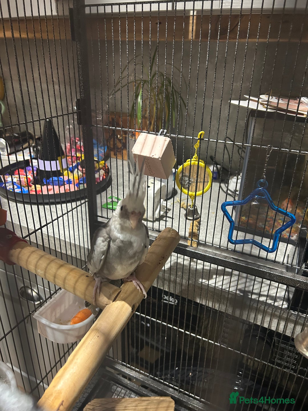 Cockatiels birds for sale: Beautiful, vocal baby cockatiel male - Image 2