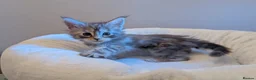 Maine Coon cats for sale: Beautiful Maine coon kittens - Advert 10