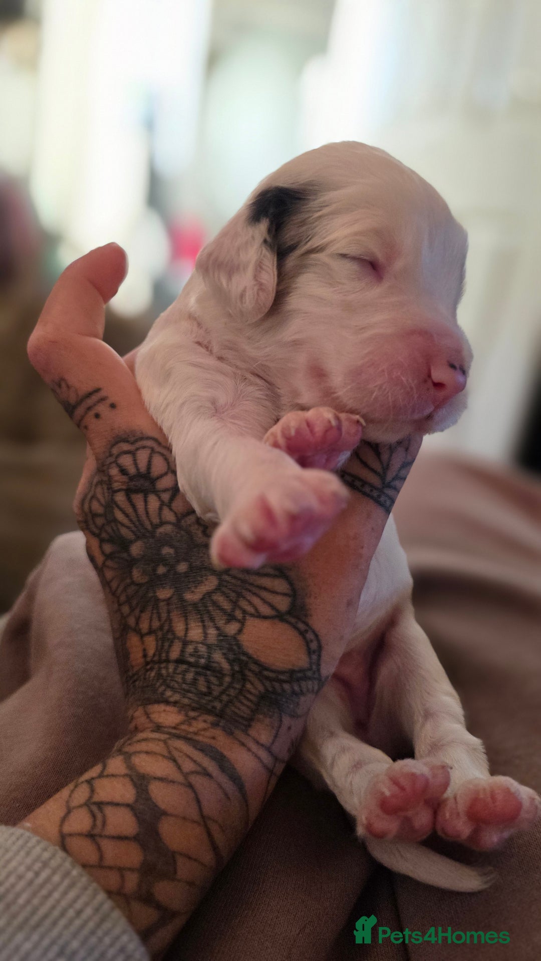 Mixed Breed dogs for sale: Beautiful cocker spaniels - Image 4