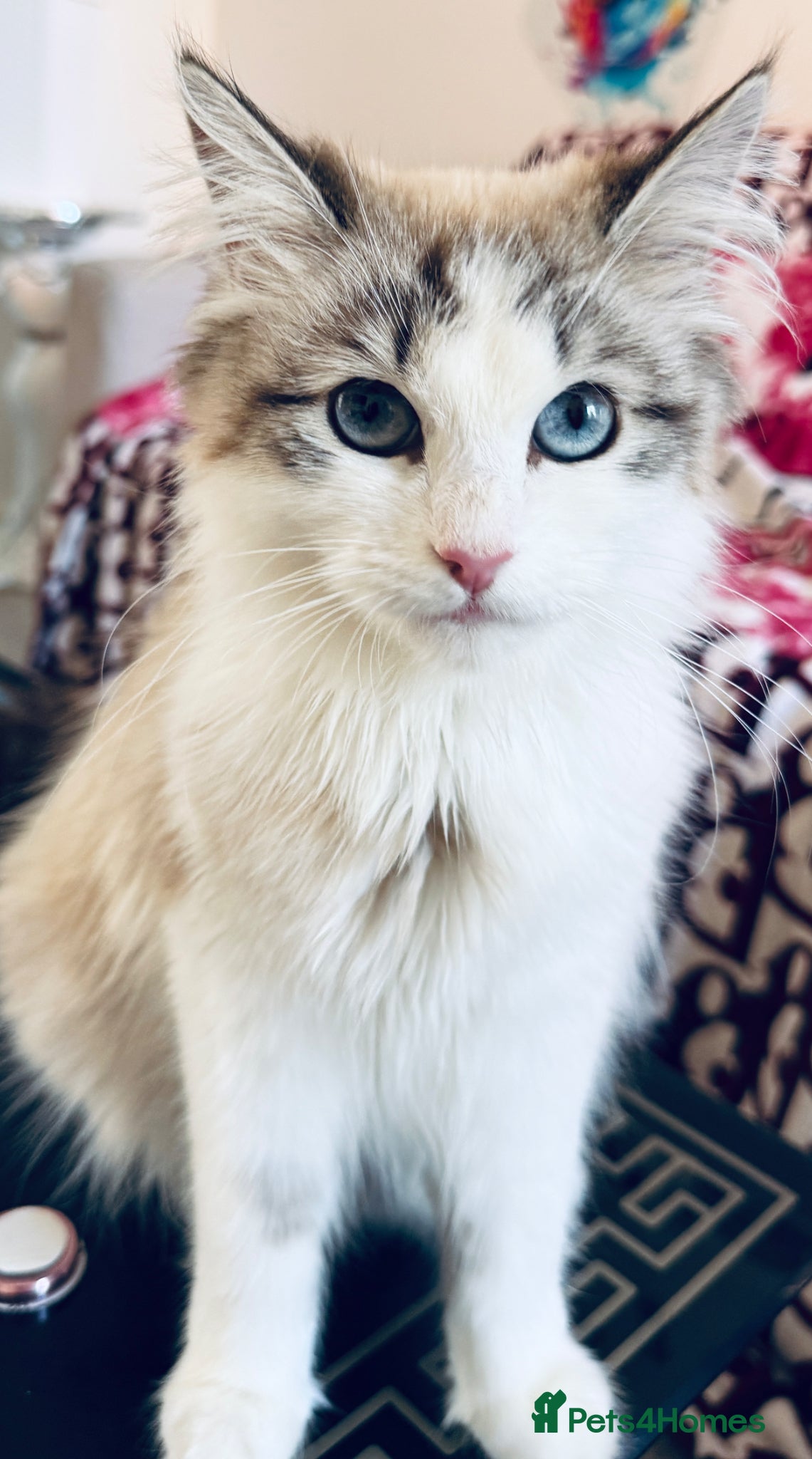 Siberian cats Hypoallergenic Siberian Neva Masquerade kittens - Advert 3