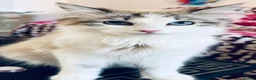 Siberian cats for sale: Hypoallergenic Siberian Neva Masquerade kittens - Advert 1