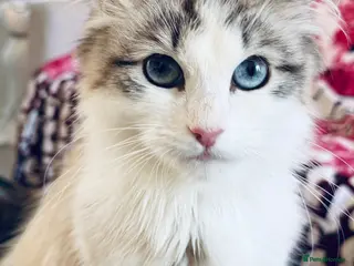 Siberian cats Hypoallergenic Siberian Neva Masquerade kittens - Advert 3