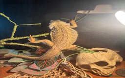 Bearded Dragon reptiles for sale: Bearded Dragon  - Image 2