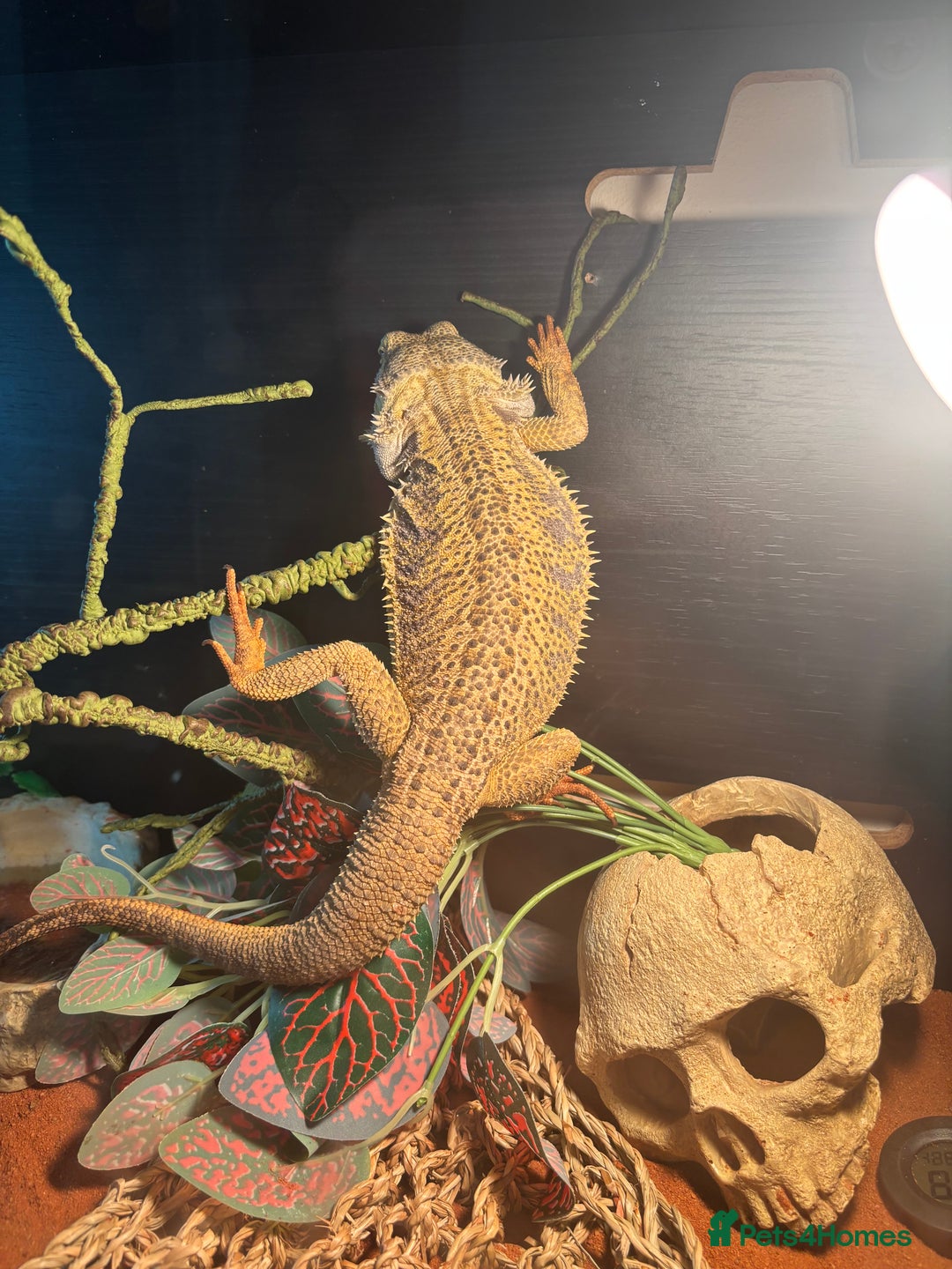 Bearded Dragon reptiles for sale: Bearded Dragon  - Image 2