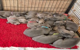 Great Dane dogs for sale: Pedigree Great Dane Babies  - Image 3