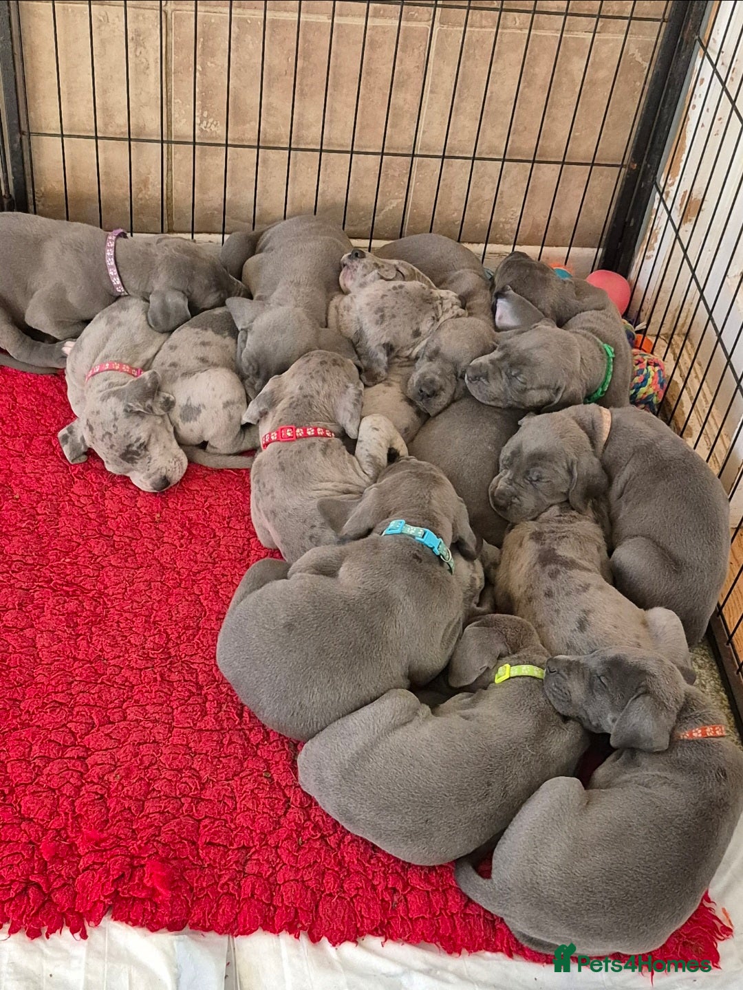 Great Dane dogs for sale: Pedigree Great Dane Babies  - Image 3