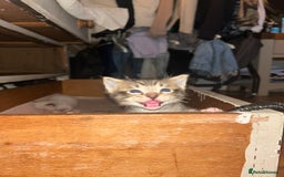 Ragdoll cats for sale: GCCF Ragdoll-Mix Kittens – Rare & Longhaired 🐾 - Image 12