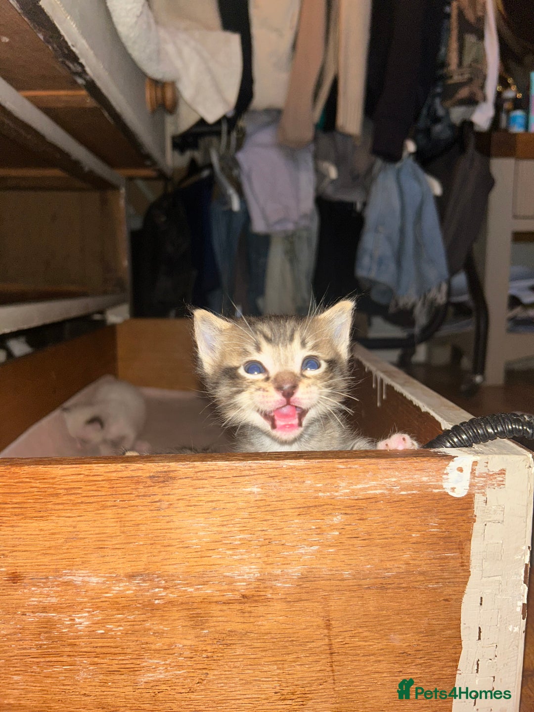 Ragdoll cats for sale: GCCF Ragdoll-Mix Kittens – Rare & Longhaired 🐾 - Image 12