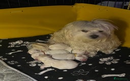 Maltese dogs for sale: Maltese puppy’s  - Image 6