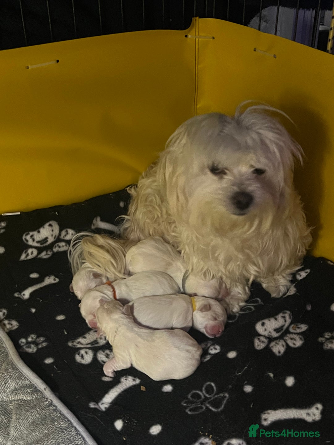 Maltese dogs for sale: Maltese puppy’s  - Image 6