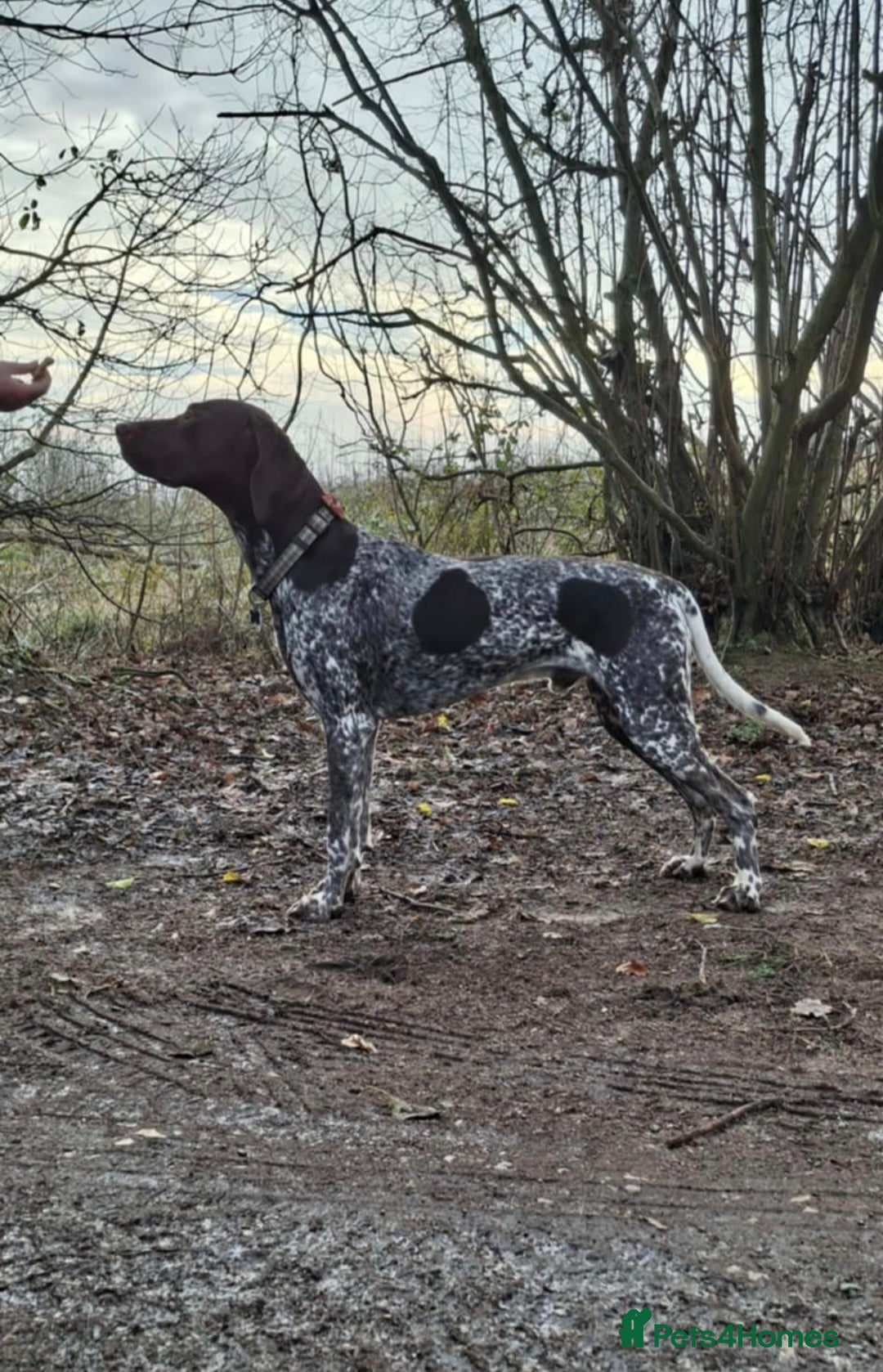 German Shorthaired Pointer dogs for sale: Beautiful GSP puppies. - Advert 16