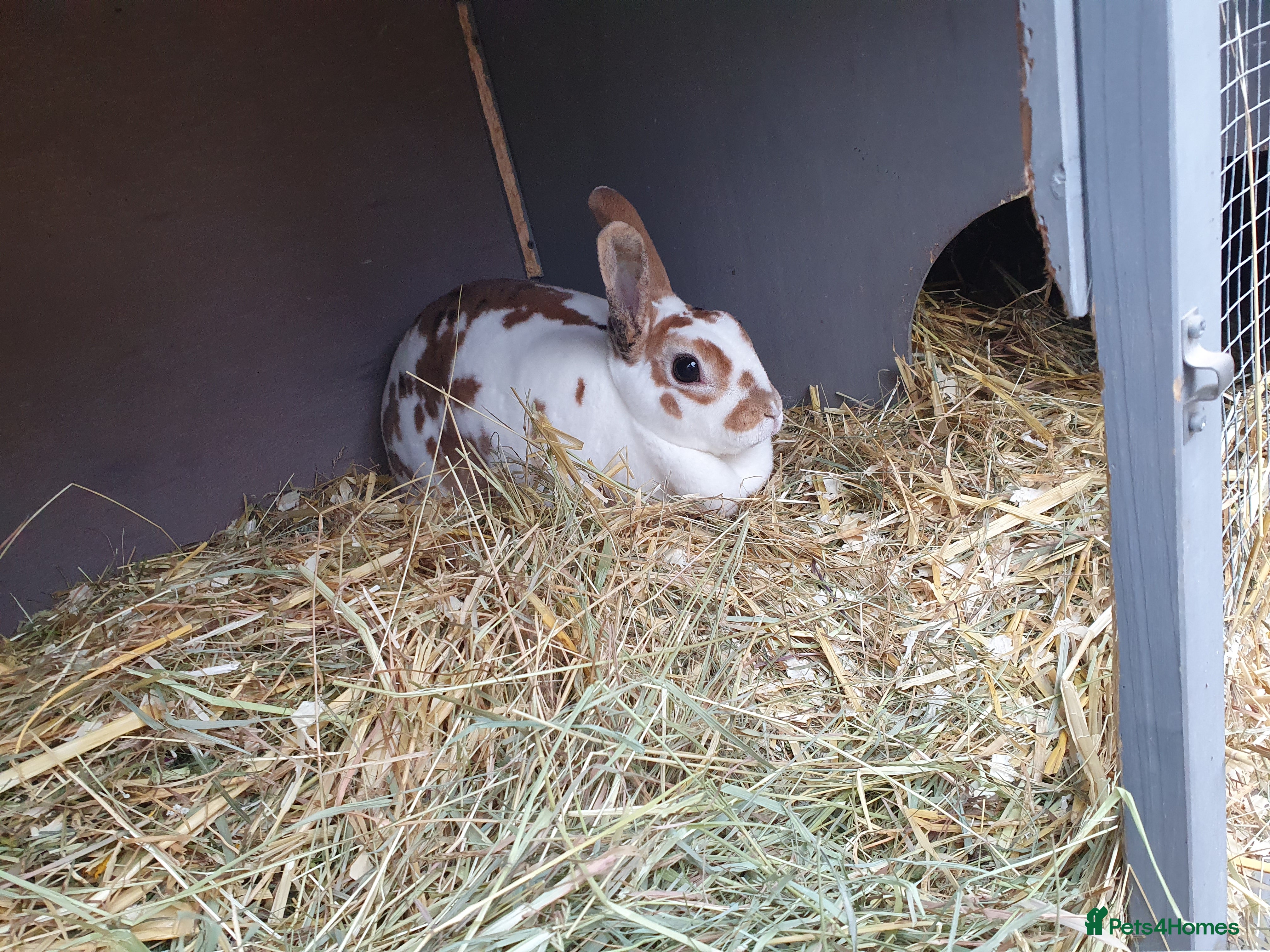 Mini Lop rabbits Spayed and neutered rabbits for adoption VAC rhd2  - Advert 2