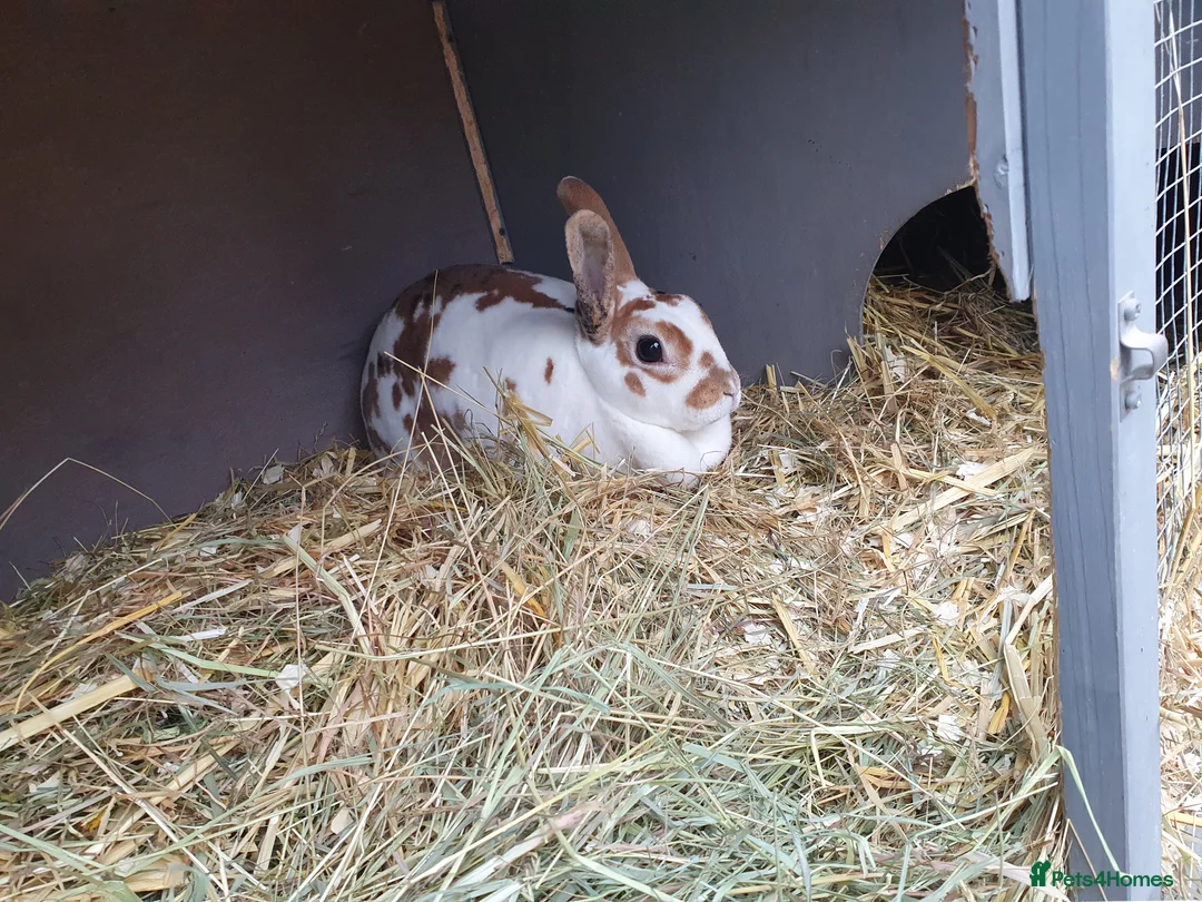 Mini Lop rabbits for sale: Spayed and neutered rabbits for adoption VAC rhd2  - Advert 2