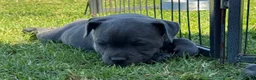 Staffordshire Bull Terrier dogs for sale: Solid pure Staffy's blue to quickly take home - Advert 8