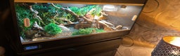 Leopard Gecko reptiles for sale: Full set up for sale including leopard Gecko  - Advert 6