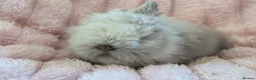 Mini Lion Lop rabbits for sale: Double main lion lops - Advert 1