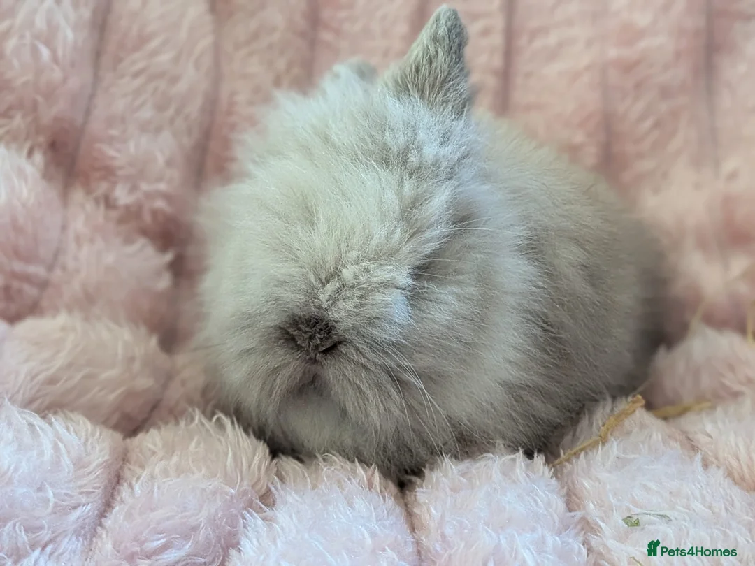 Mini Lion Lop rabbits for sale: Double main lion lops - Advert 1