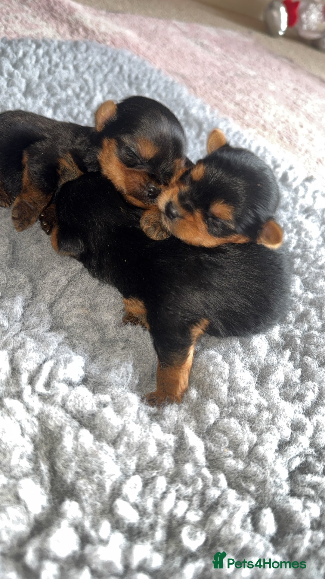 Yorkshire Terrier dogs for sale: Yorkshire terrier puppies - Advert 6