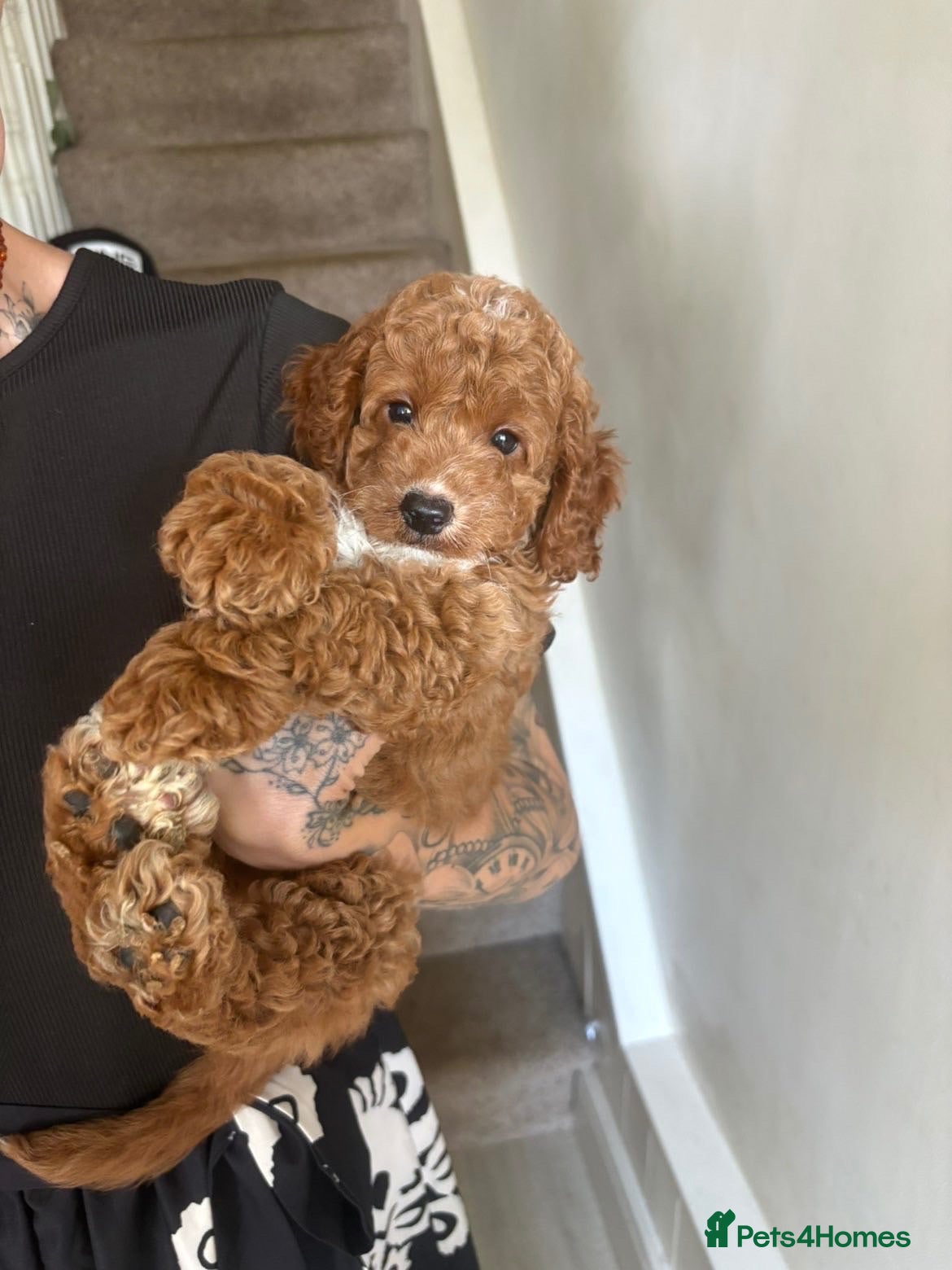 Cockapoo dogs 💗One tiny girl left💗Tiny F1b Cockerpoo  - Advert 2