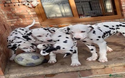 Dalmatian dogs for sale: KC registered family raised puppies available  - Image 7