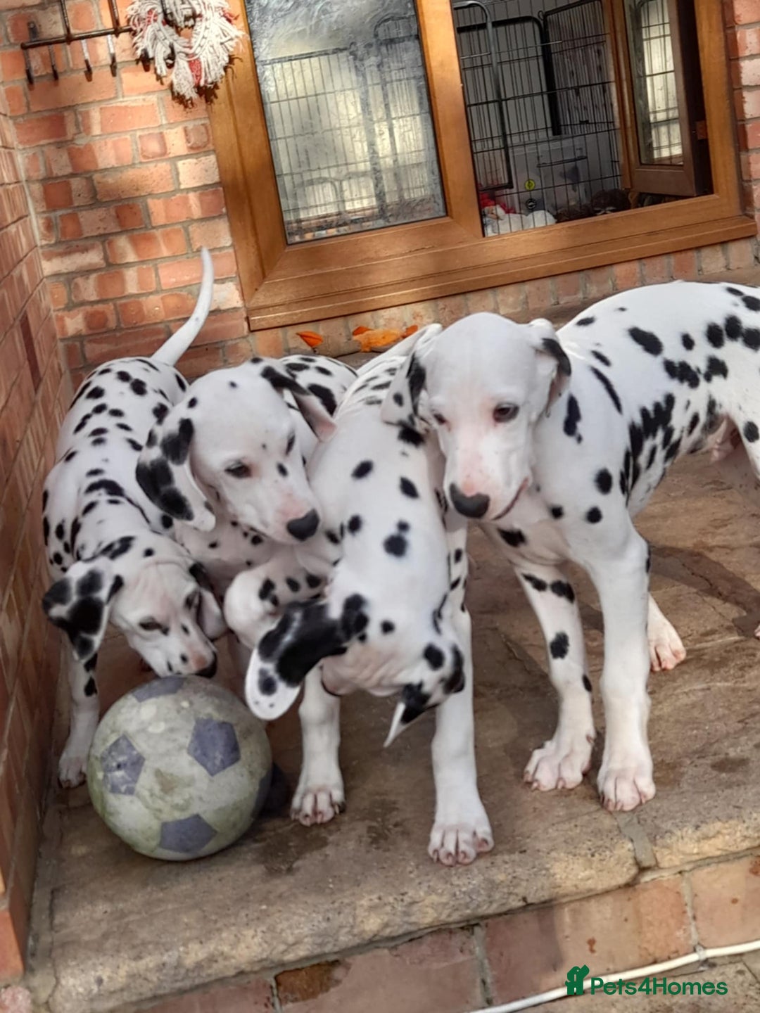 Dalmatian dogs for sale: KC registered family raised puppies available  - Image 7