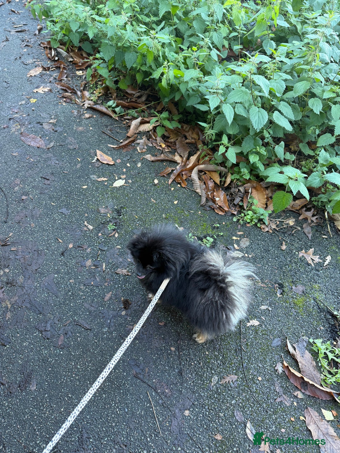 Pomeranian dogs for sale: Roxy the Pomeranian - Advert 2