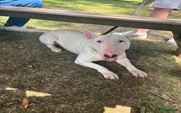 English Bull Terrier dogs for sale: Quality English bull terrier .  - Image 2