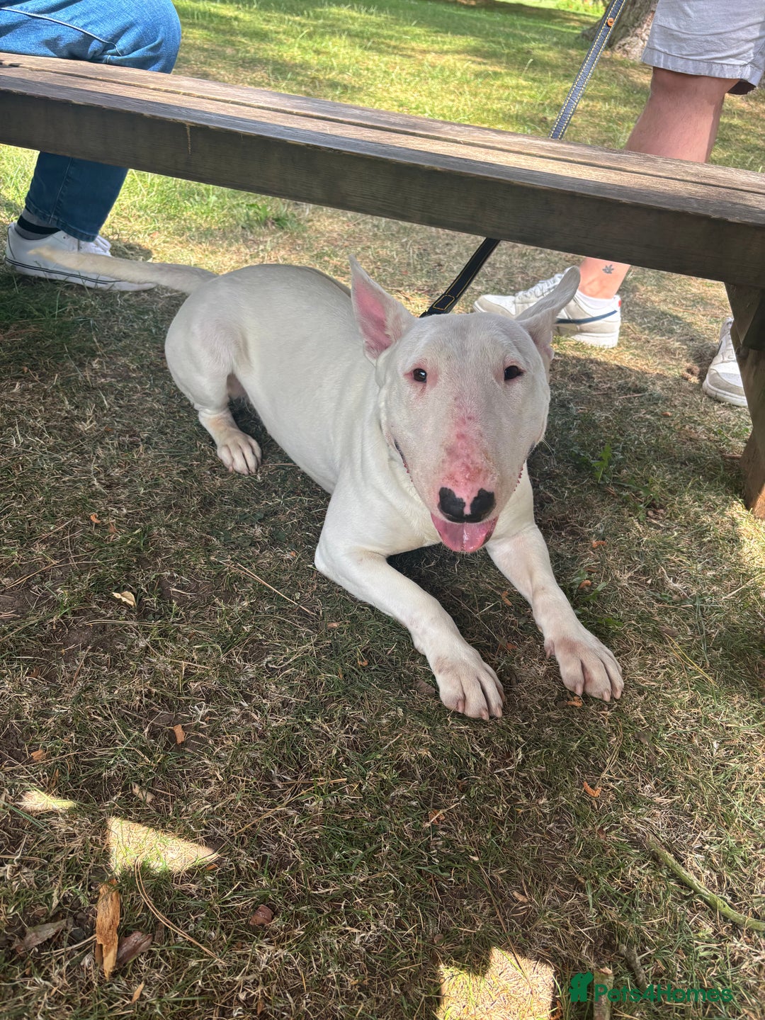 English Bull Terrier dogs for sale: Quality English bull terrier .  - Image 2