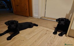 Mixed Breed dogs for sale: Labrador Mix Breed - Image 3